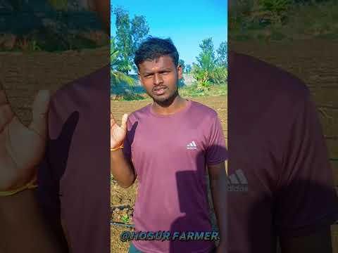 samanthi plant 💚#agriculture #farming #sustainability #folwers #shortsvideo #nature #subscribe