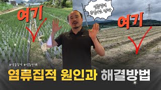 염류집적의 원인과 염류장해 해소하는 5가지 방법 | 폴리인산 킬레이트작용 | 농사 100단