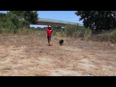 Vídeo de TRISTAN