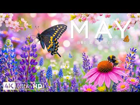 Spring Flowers 4K – Springtime Beauty in Full Color 2026 🌸 Wildflowers, Hills & Golden Light