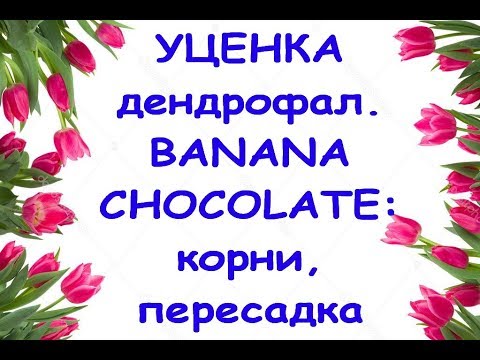 ОРХИДЕЯ-УЦЕНКА из Юга"-Den.Banana Chocolate:корни,ПЕРЕСАДКА.