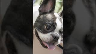 【frenchie】貴方の恋人になりたい🐶🐾　　　　　　　　　　　　　　　　　　　　　             "I want to be your lover."　#shorts