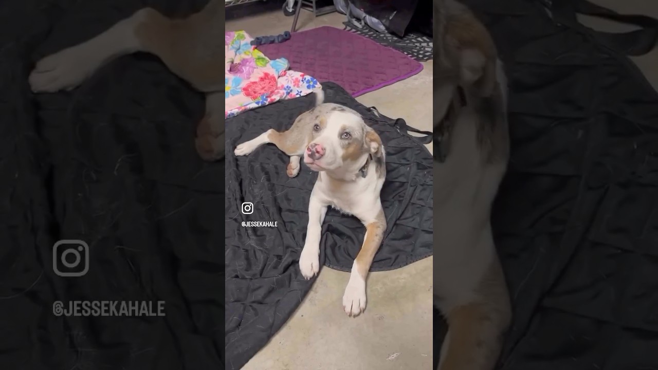 Enlarge Jupiter, an adopted mixed breed in Huntington Beach, CA video 2/2