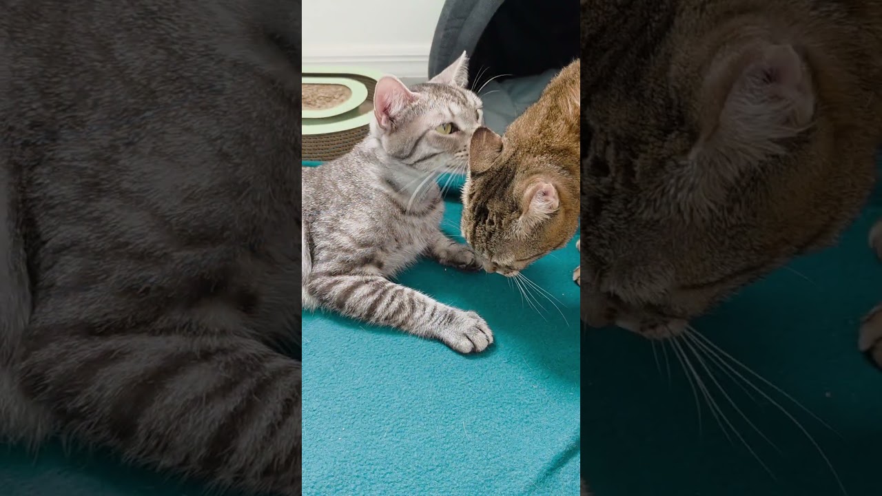 Huddle (Cocoa) Super Sweet and Gentle Loving Kitty Cat Silver Tabby Playful and Easy Going, an adopted Domestic Short Hair in Cocoa, FL video 6/6