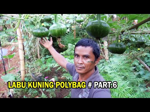 , title : 'Kenapa ?? Labu Kuning Buah Masih Rontok  & Sedkit Walaupun Sudah dI Pupuk # PART 6'