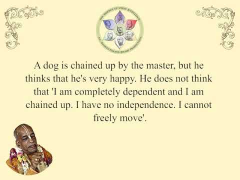 Nectar Drops Test 1024x768 premier version 2