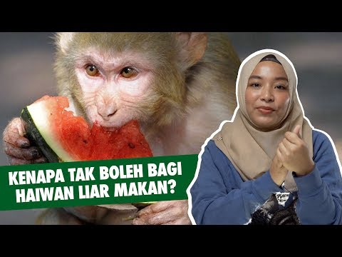 Kenapa Tak Boleh Bagi Haiwan Liar Makan?