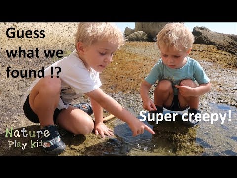 Kids finding an OCTOPUS and other creatures in rock pools