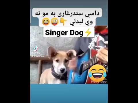 #Singer_Dog