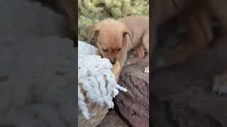 Video preview image #1 Dachshund Puppy For Sale in Corona, CA, USA