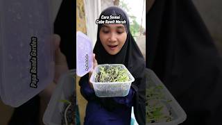 Download lagu Cara Semai Cabe Rawit Merah dengan Cabai Merah Yang Sudah Layu #berkebun #caberawitsubur mp3
