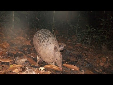 Bicharada louca na ceva