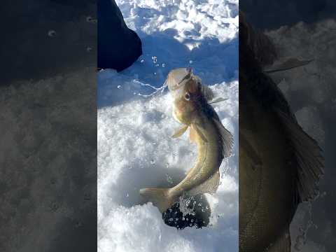 The Fish are FLYING out of the holes! #fishing #walleye #icefishing