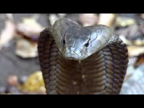 Spitting cobra strike in slow motion HD