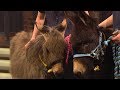 'She was found in a bog in Galway' Roma the donkey's story | The Late Late Show | RTÉ One