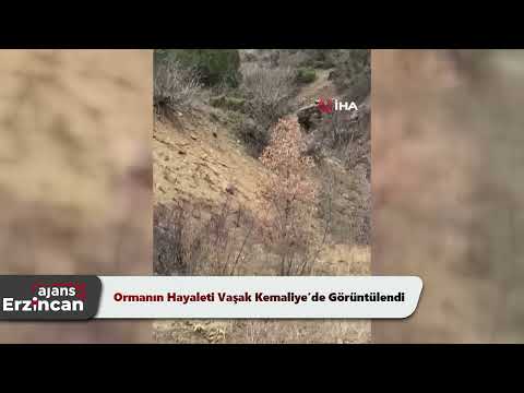 Ormanın Hayaleti Vaşak Kemaliye’de Görüntülendi