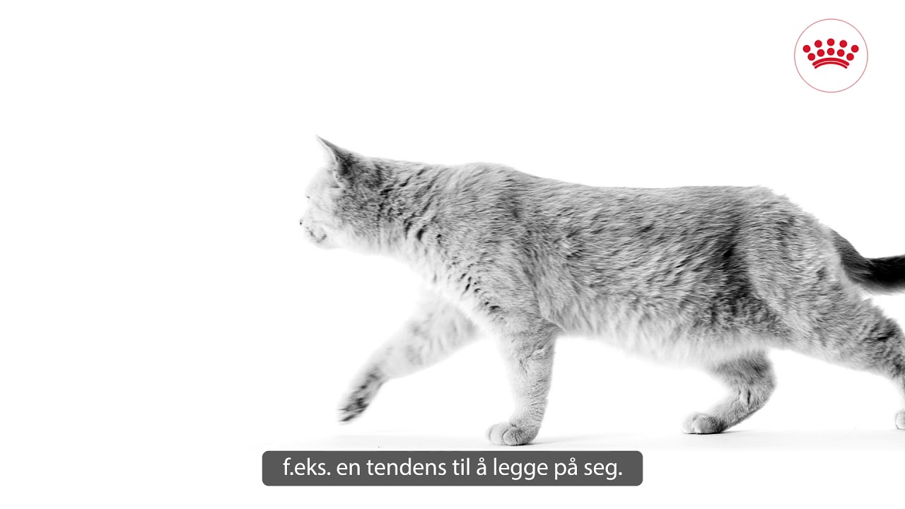 Watch video Royal Canin Feline Breed Nutrition British Shorthair Now Royal Canin Feline Breed Nutrition British Shorthair