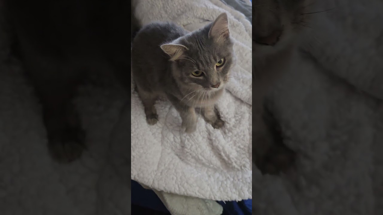 Enlarge Melati, a Adoptable Domestic Medium Hair in highlands ranch, CO video 5/6