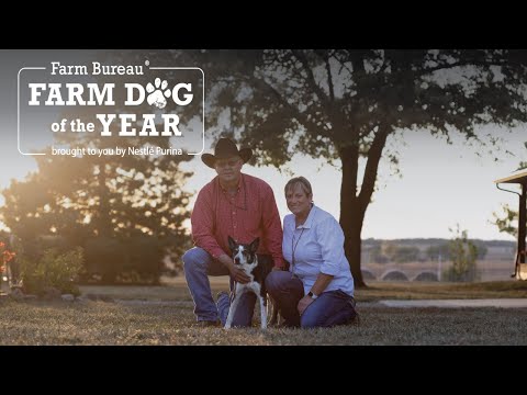 Farm Dog of the Year 2023: Tough