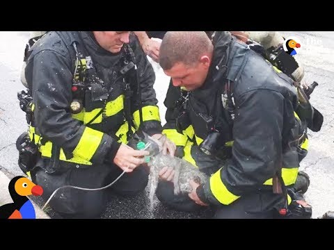 Firefighters Save Kitten Trapped in House Fire | The Dodo