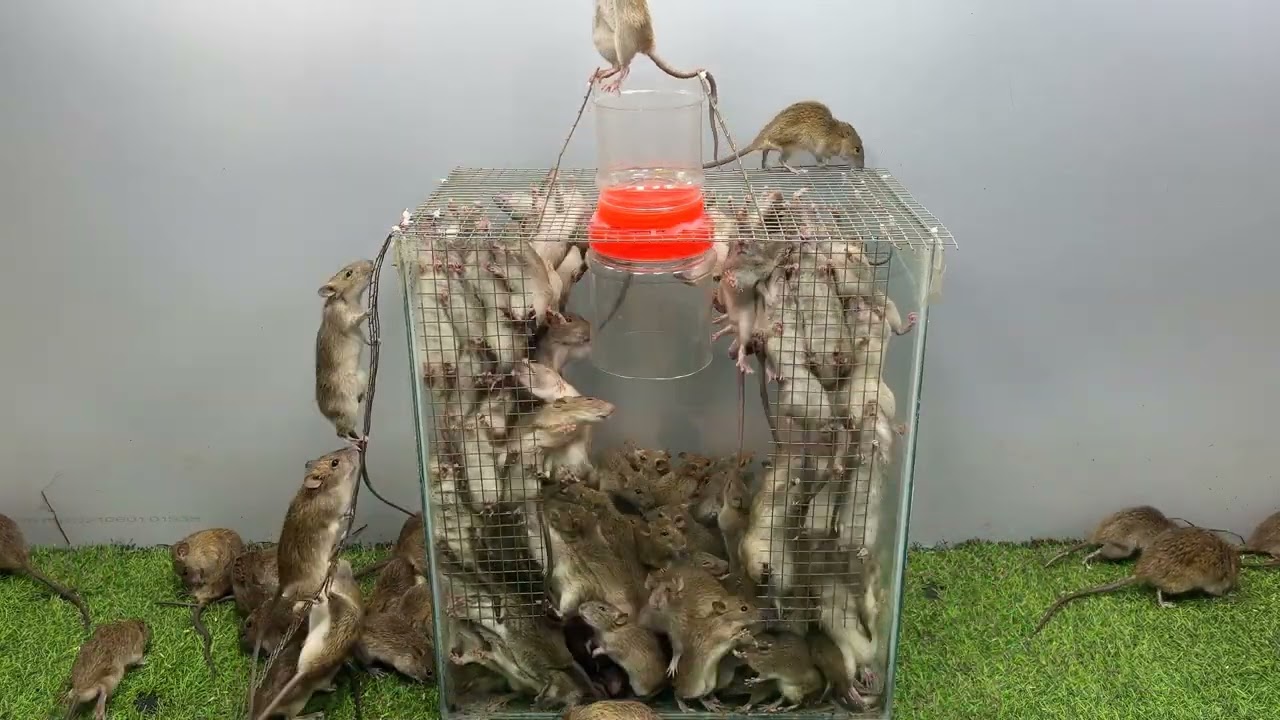 プラスチック製の箱から作る最高のネズミ捕り / 最高の自家製ネズミ捕り