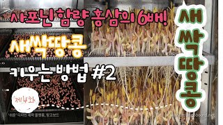 사포닌의 함량이 홍삼 보다 6배 높다는 새싹땅콩!! 키우는 방법을 소개해드립니다.