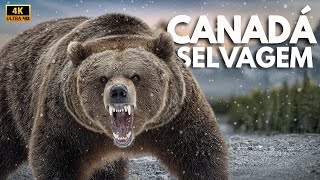 EXPLORANDO O CANADÁ: Segredos do Reino  Mais Selvagem das Américas | Documentário Animal