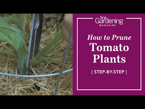 , title : 'Garden Tips | How to Prune Tomato Plants'