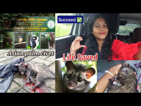 එයාව බේරගත්තෙ මෙහෙමයි🩸🩺 ✅Saved an animal 🦝 Asian civet cat saving , Faith in humanity animal rescue 