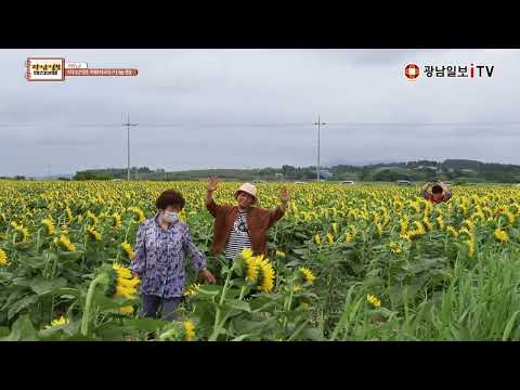 해남 해바라기농원