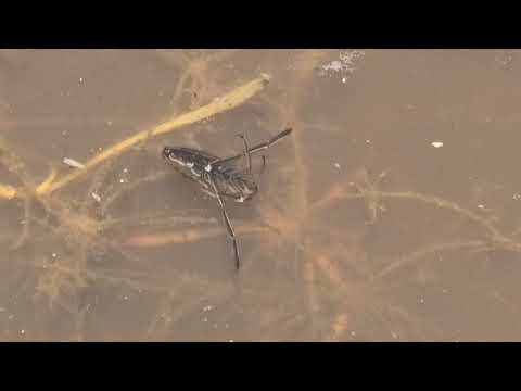 Water Boatman or Backswimmer Notonecta sp.  swimming