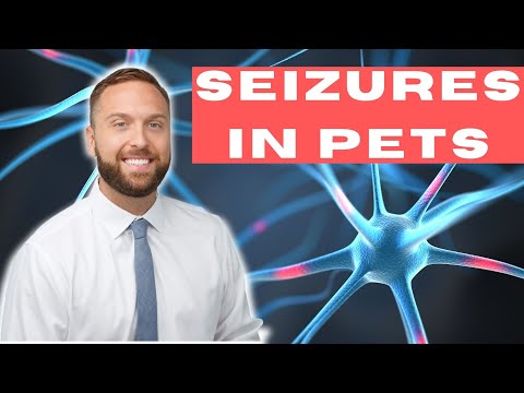 Seizures in Pets - A Primer