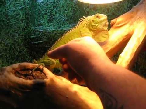 comment prendre un iguane