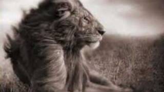 mount zion-lion love