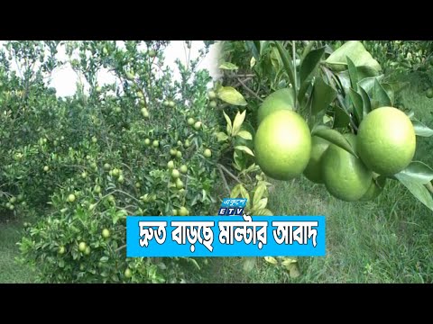ভালো দাম ও ফলন হওয়ায় ২০ শতাংশ হারে বাড়ছে মাল্টা চাষ