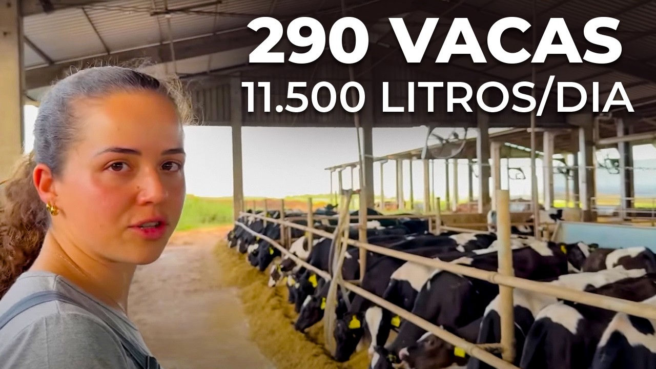 11 MIL LITROS DE LEITE POR DIA COM 290 VACAS EM LACTAÇÃO - FAZENDA SANTA ELMIRA, BRASIL 🇧🇷