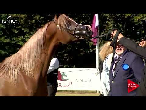 Strohen 2018 C-Show Junior Fillies Championship