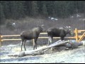 Moose jumps fence