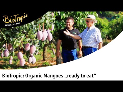 BioTropic: Organic mangoes "ready to eat"