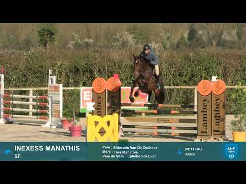 Inexess Manathis (Eldorado Van De Zeshoek x Ephebe For Ever). - CC 5 ans - Haras de la Vallée