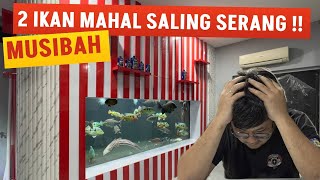 MUSIBAH LAGI !!! DUKA DALAM PEMELIHARAAN IKAN PREDATOR JUMBO GANAS DI MEGATANK MARKAS JAMM VLOG