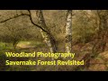 Woodland Photography - Savernake Forest Revisited