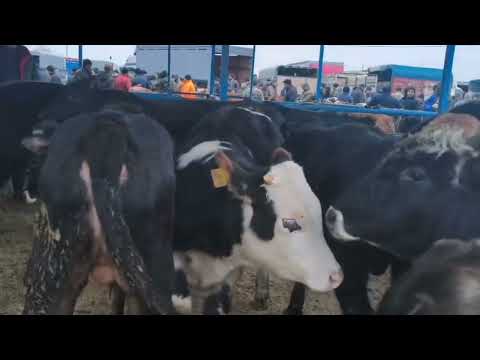 BERDE MAL BAZARI 26.12.2025.050.571.71.57