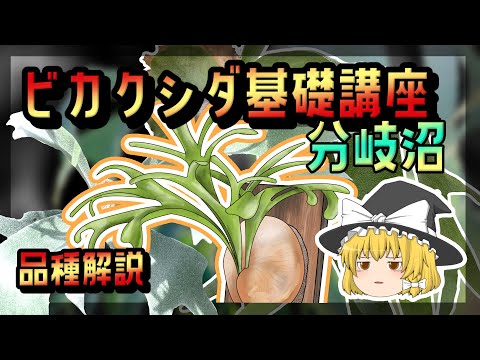 アルドロバンダ・ベシクロサについて詳しく解説