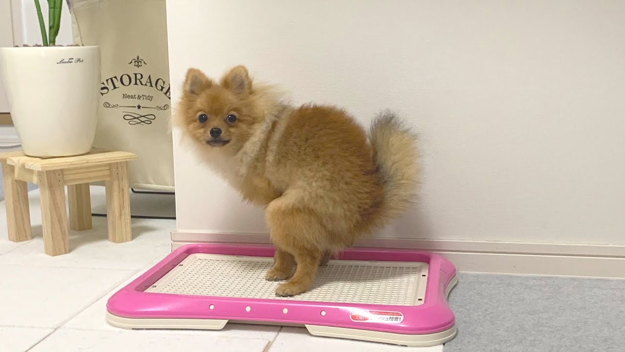 モーニングルーティンで２回ウンコする子犬ポメラニアン
