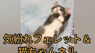 背景に溶け込んで見失う黒猫プリンセス