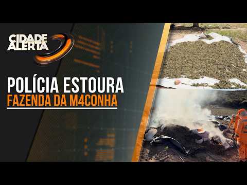 POLÍCIA ESTOURA 'FAZENDA DA MACONHA' E APREENDE QUASE DUAS TONELADAS DA DROGA EM FRANCISCO SÁ