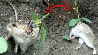 DARK TRUTH About Rat With A PLANT Growing Out Of Its Back