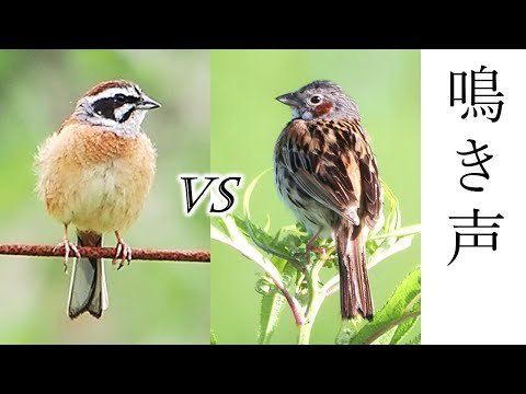 IUCN分類における絶滅の危険性を示す図。