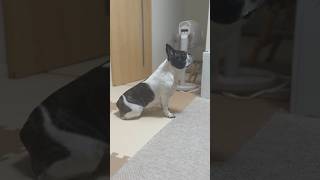 パパがいなくなって呆然とするフレブル
